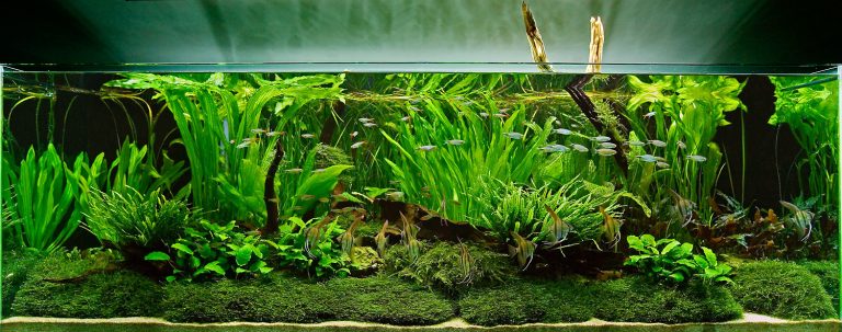 beginner-s-guide-to-setting-up-an-aquarium-with-live-plants-bunnycart