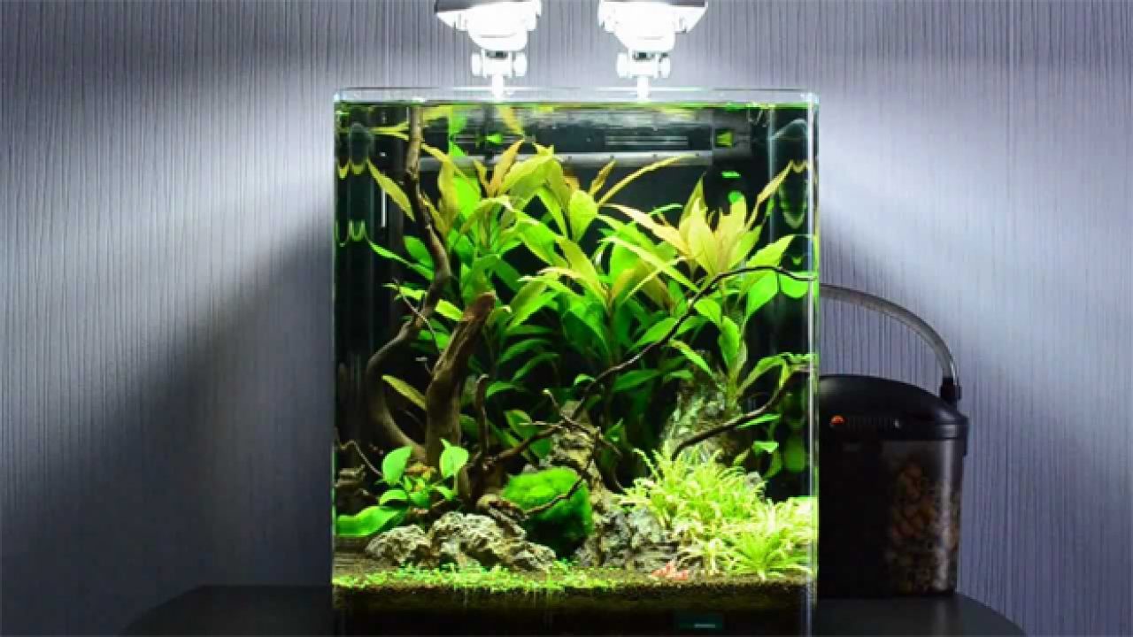 Best Plants For Your Nano Aquariums 1280x720 