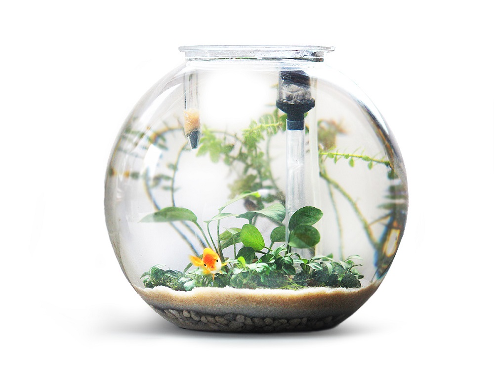 How To Set A Planted Fish Bowl Bunnycart Blog