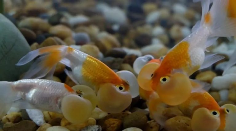 goldfish-their-love-for-pebble-and-gravel-bunnycart-blog