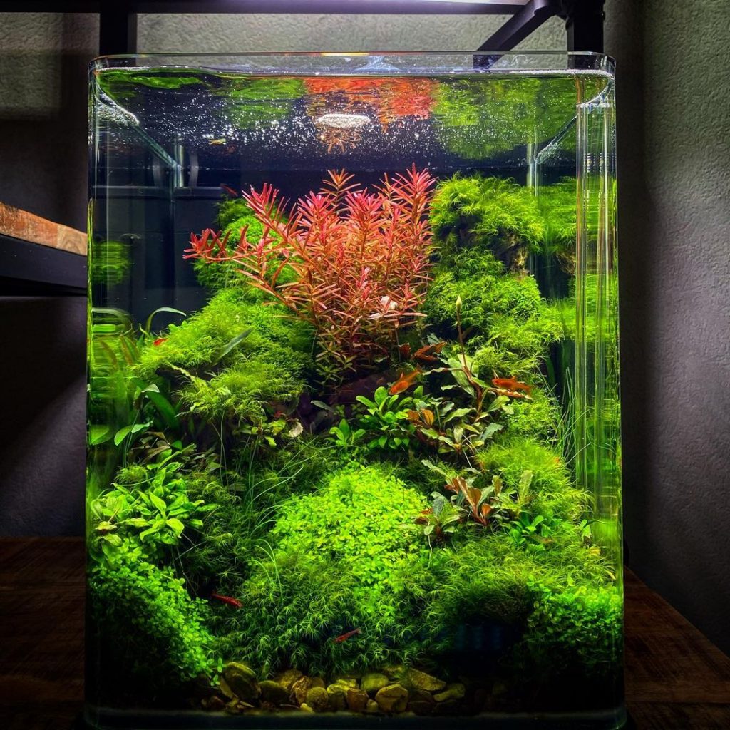Recently setup 60 gallon aquarium.  Tropical fish, Aquarium, Fish tank