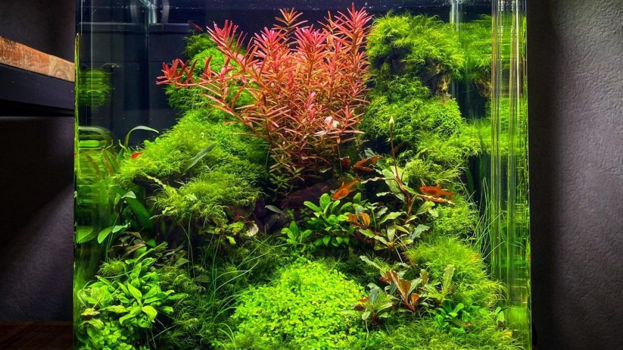6 Ways To Safely and Quickly Lower and Raise PH Levels in Your Aquarium -  A-Z Animals