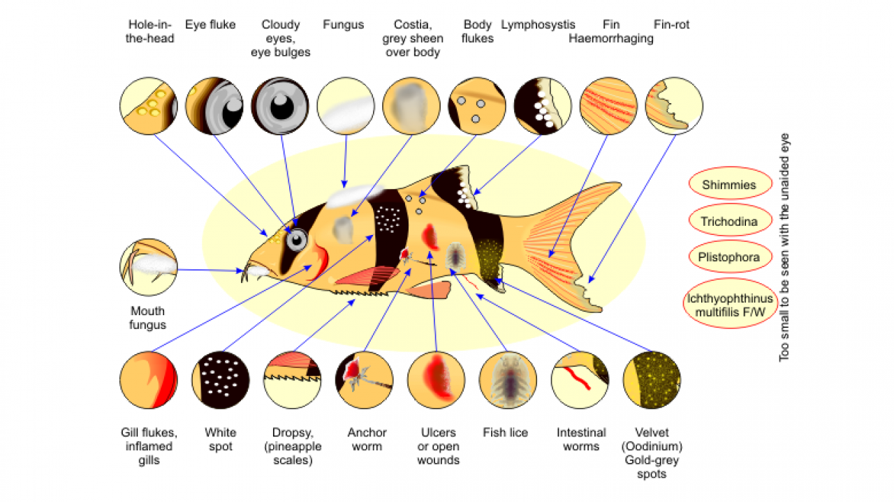 fish eye disease