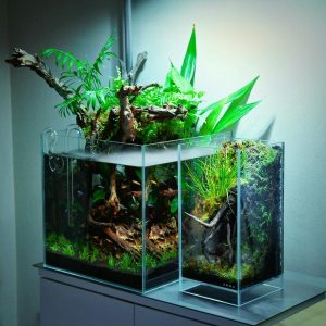 Aquarium Buying Guide - Bunnycart Blog