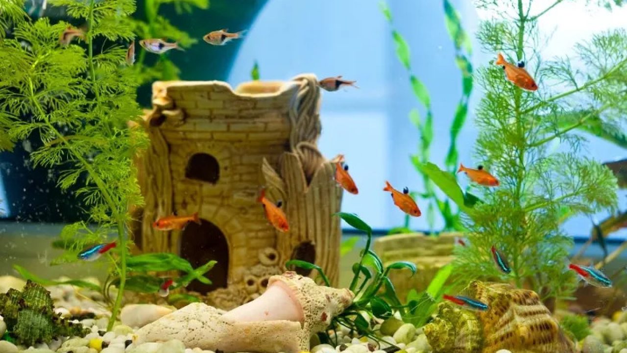 10 essential fish tank accessories every aquarium owner should own in  October 2023