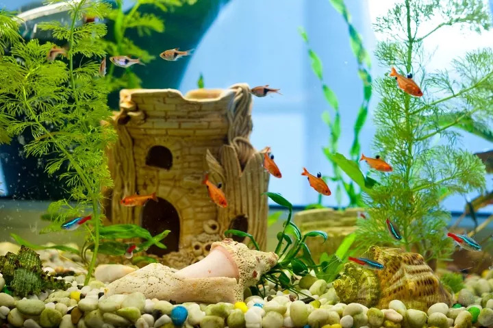 5 Essential Supplies for Your Freshwater Fish Tank