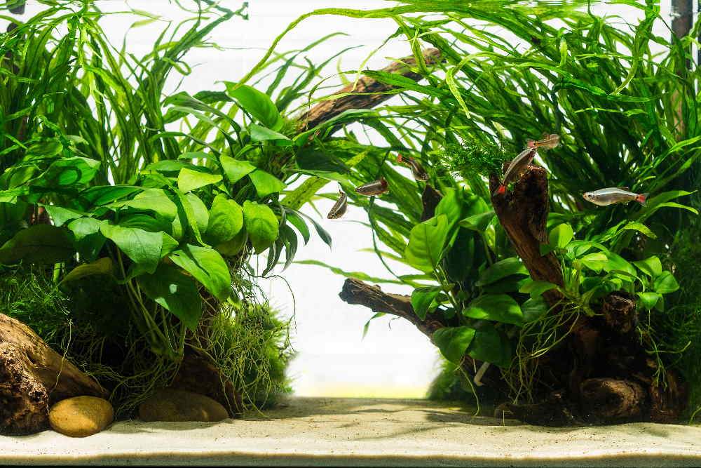 Adding Live Plants to Aquarium- When and How