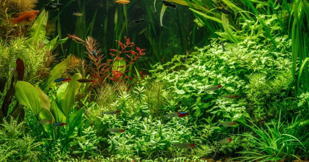 Phosphates and Nitrates for Aquarium Plants