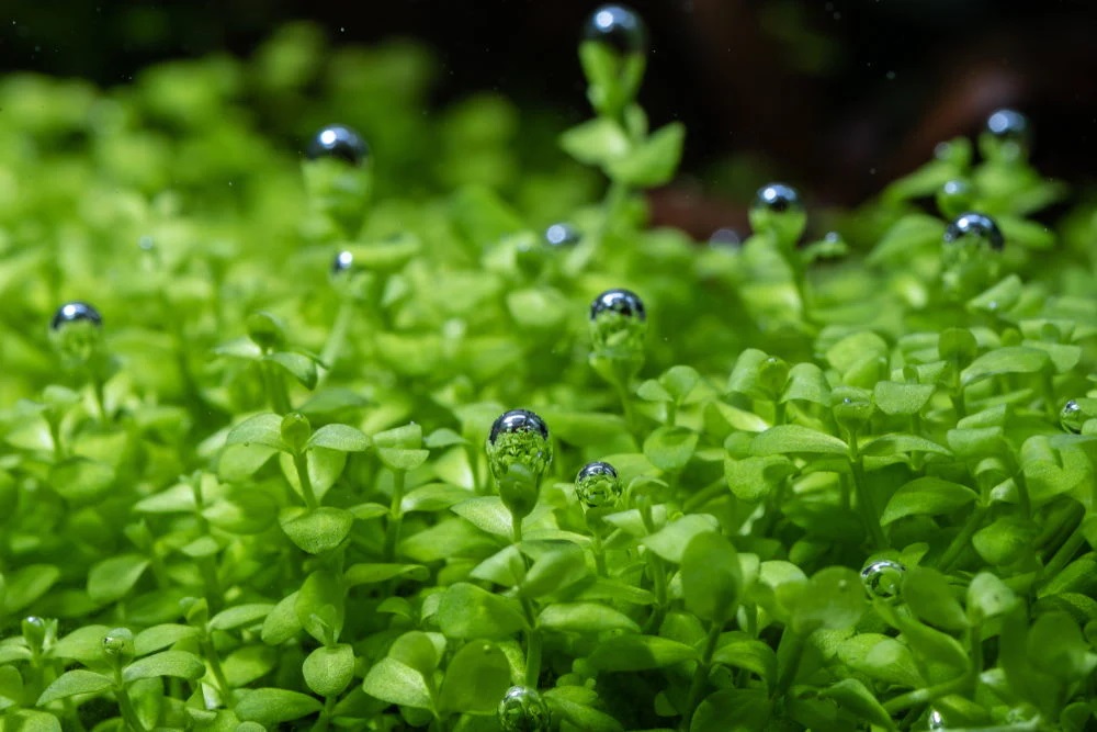 Aquarium Plants and Carbon Dioxide- Everything You Need to Know