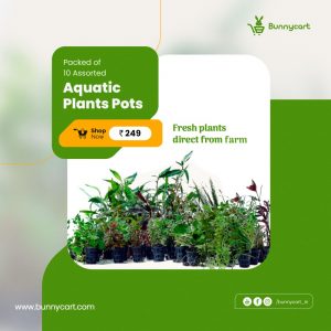 Assorted Aquatic Plants at Bunnycart