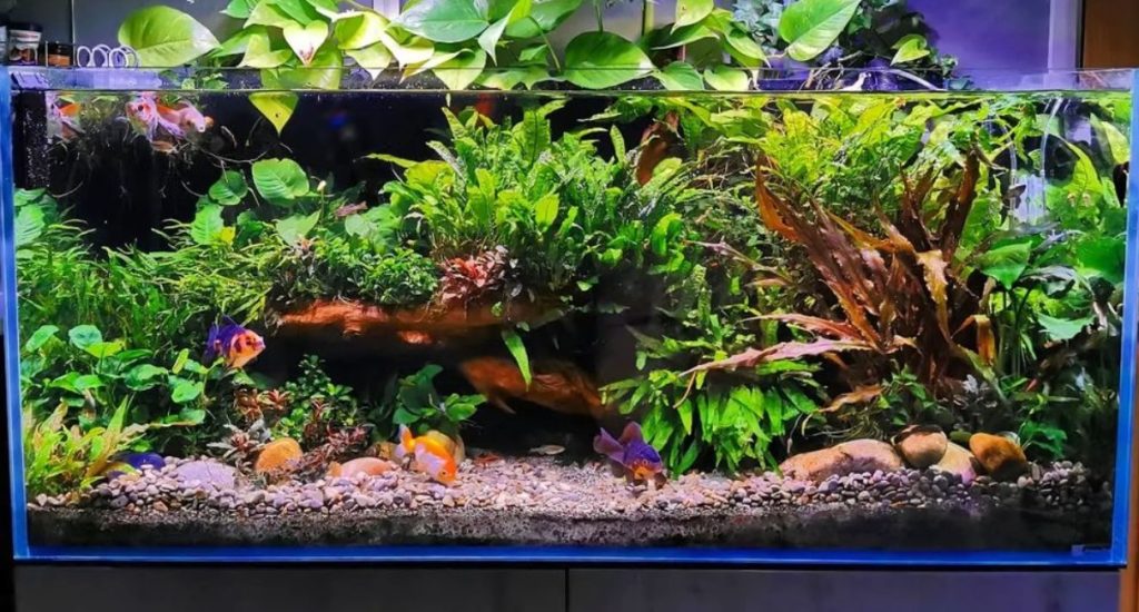 Can Aquarium Plants Kill Fish Busting Myths and Clearing Facts