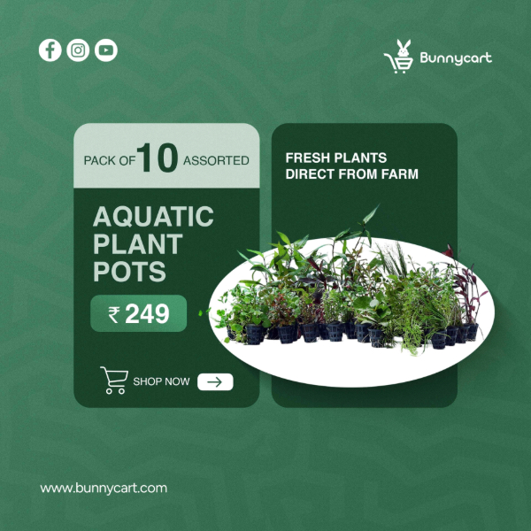 Bunnycart - Pack of 10 Aquatic Plants Pots