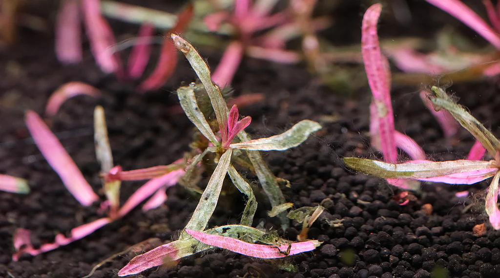 Melting of Aquarium Plants