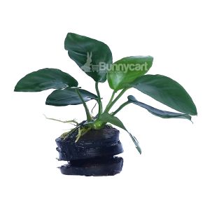 Anubias nana 'Long Wavy'