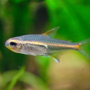 Buy Tetra Fish Online fish Store