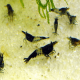 Black Rili Shrimp