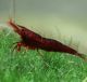 Brown Cherry Shrimp