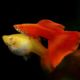 Full Red Guppy(Flamingo Red Guppy)