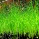 Hairgrass