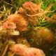 Limnophila aquatica - Giant red