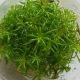 Pogostemon stellatus - Tissue Cultured Aquarium Plant