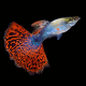 Red Mosaic Guppy