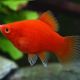 Red Platy