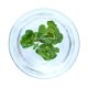 Water Lettuce