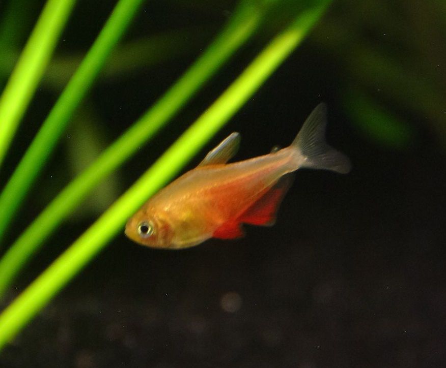 Buy Flame Tetra online