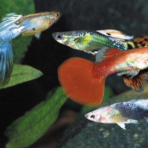 red guppy fish for sale