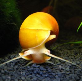 Buy Apple snail online