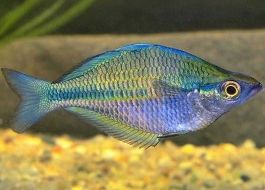 Buy Blue Rainbowfish online