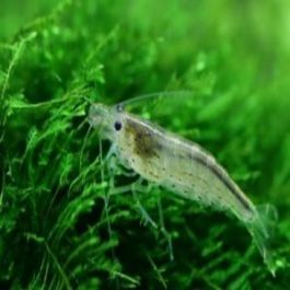 Ghost Shrimp - Buy online