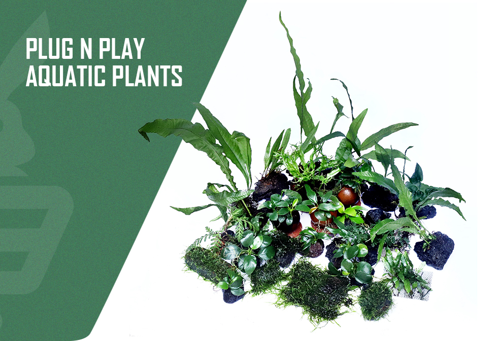 Plug_n_Play_Aquatic_Plants