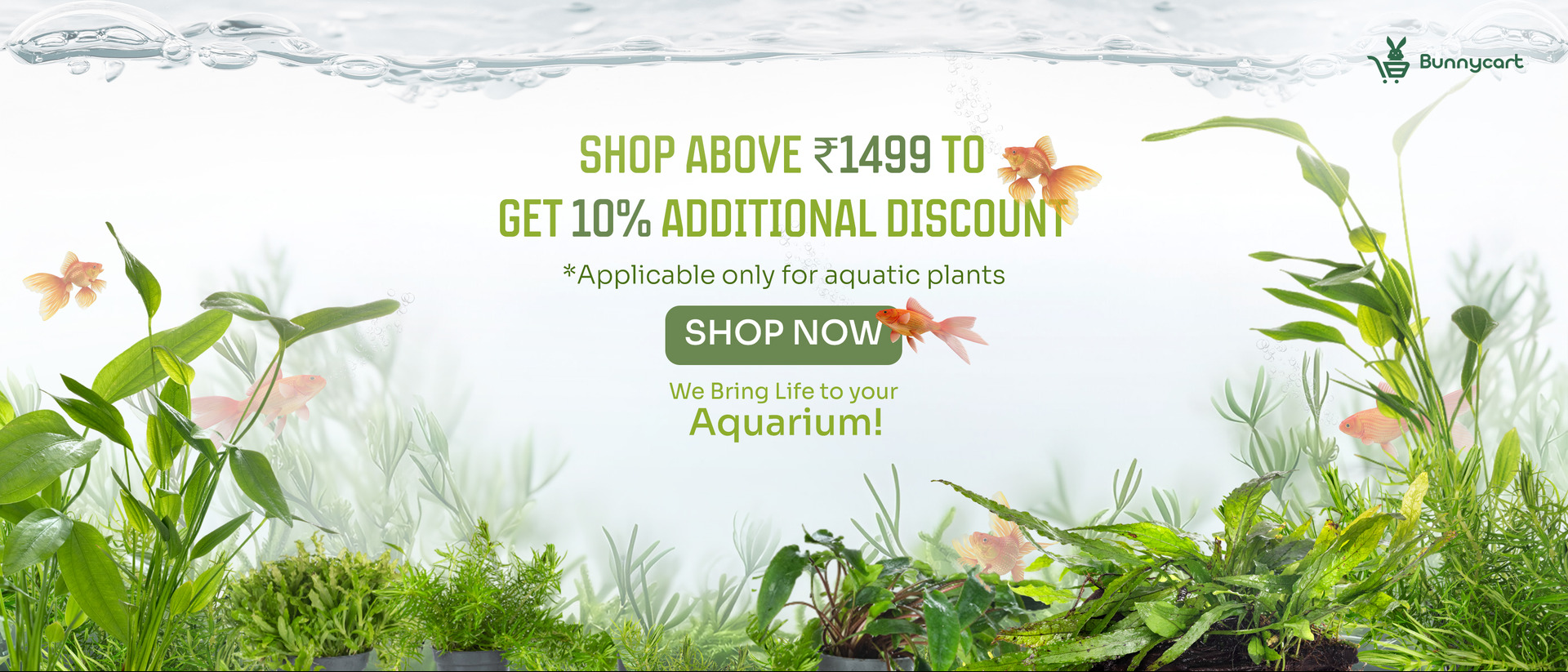 Aquatic_Plants_Discounts