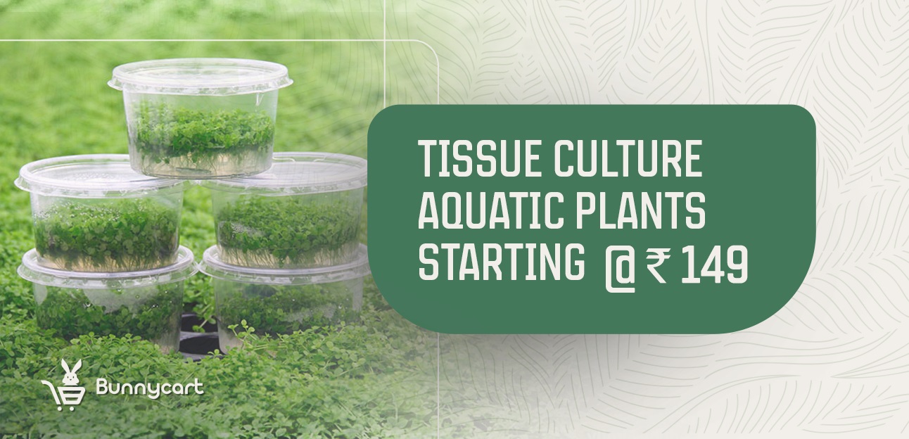 Tissue_Culture_Aquatic_Plants